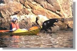 Natural High Sea Kayaking